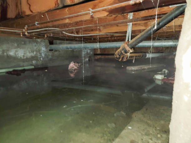 Best Water damage cleanup near me  in Central City, KY